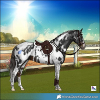 Horse Color:Powder White Gray Liver Chestnut Tobiano Near Leopard 