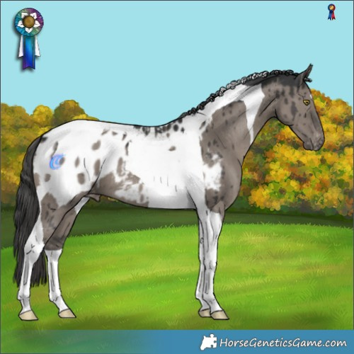 Horse Color:Grullo Tobiano Appaloosa Brindle
