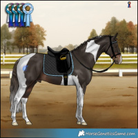 Horse Color:Liver Chestnut Tobiano