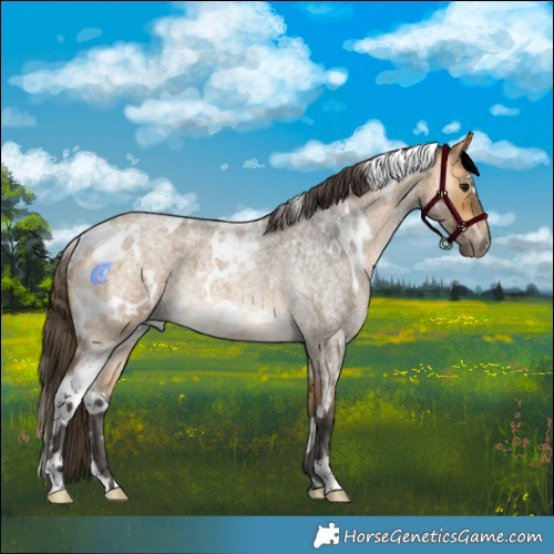 Horse Color:White Spotted Buckskin Roan