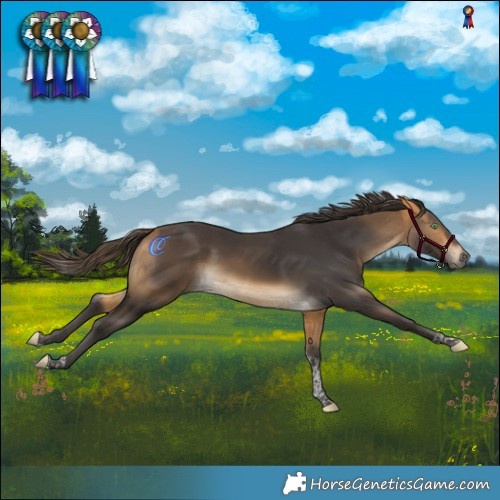 Horse Color:Buckskin Tobiano 