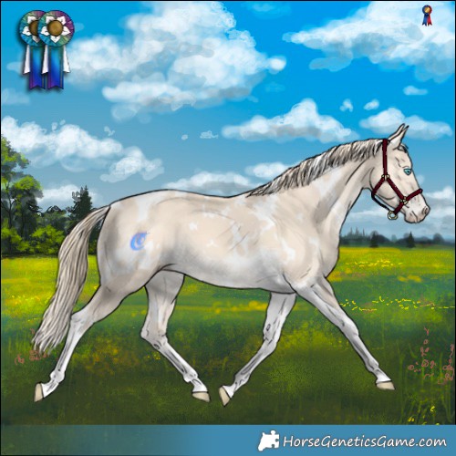 Horse Color:White Spotted Perlino Tobiano 