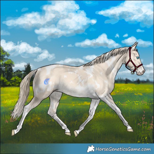 Horse Color:White Spotted Perlino Tobiano 