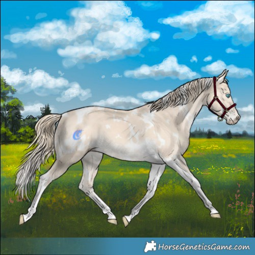 Horse Color:White Spotted Perlino Tobiano 