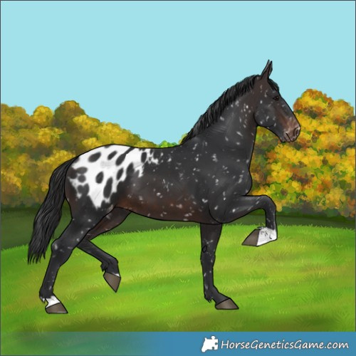 Horse Color:Brown Appaloosa 