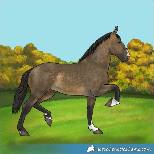 Horse Color:Buckskin Dun 