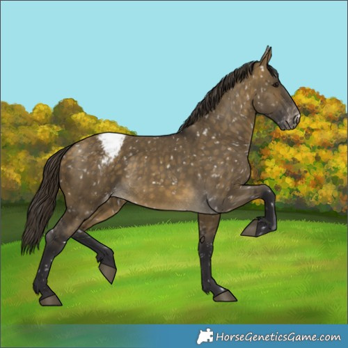 Horse Color:Buckskin Dun Appaloosa 