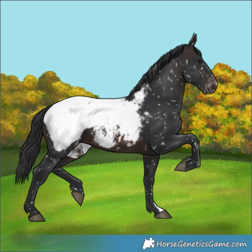 Horse Color:Brown Appaloosa