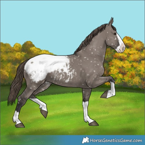 Horse Color:Smoky Grullo Splash Appaloosa