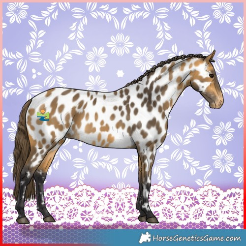 Horse Color:Buckskin Near Leopard 