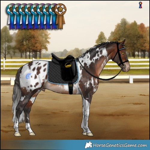 Horse Color:White Spotted Bay Tobiano Blanket Rabicano 