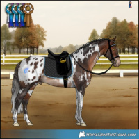 Horse Color:White Spotted Bay Tobiano Appaloosa Rabicano