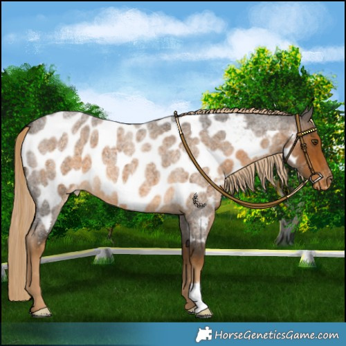 Horse Color:Chocolate Palomino Roan Mushroom Near Leopard 