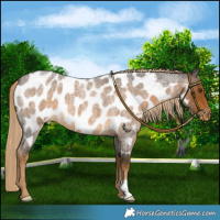 Horse Color:Chocolate Palomino Roan Mushroom Near Leopard 