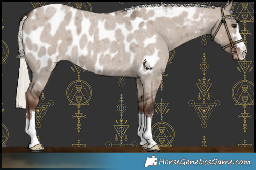 Horse Color:Liver Red Dun Roan Mushroom Near Leopard 