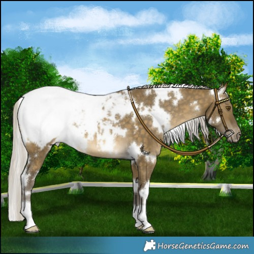 Horse Color:White Spotted Silver Buckskin Dun Mushroom Snowcap 