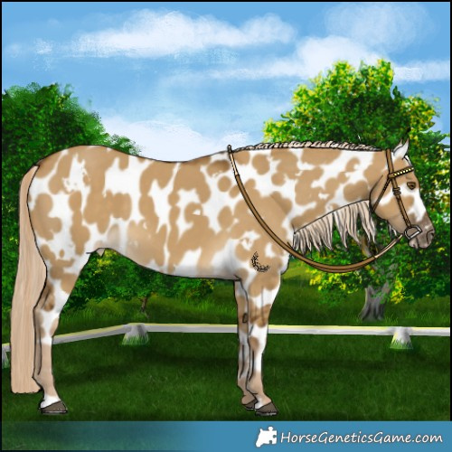 Horse Color:White Spotted Chocolate Palomino Dun Mushroom Near Leopard 
