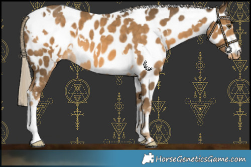 Horse Color:White Spotted Chocolate Palomino Mushroom Near Leopard