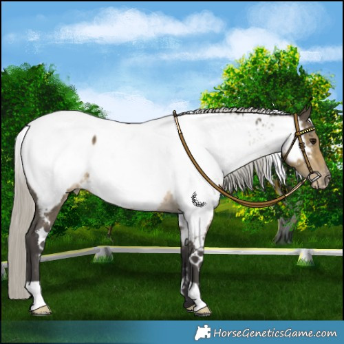 Horse Color:White Spotted Silver Smoky Grullo Mushroom Near Fewspot
