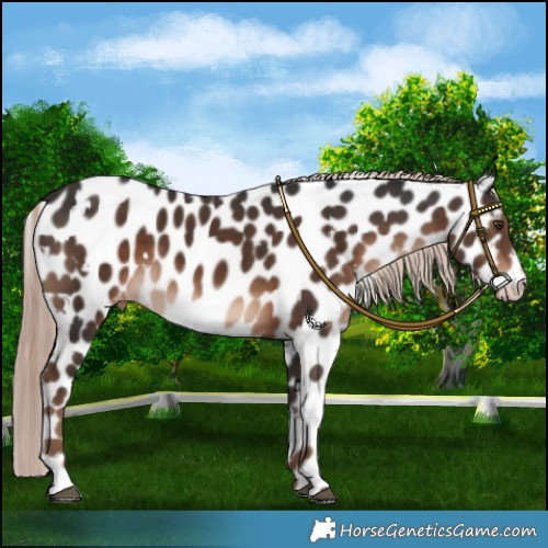 Horse Color:White Spotted Liver Chestnut Mushroom Leopard