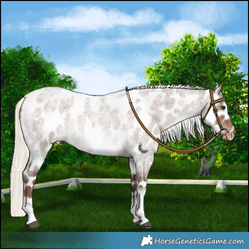 Horse Color:Liver Red Dun Roan Mushroom Tobiano Leopard