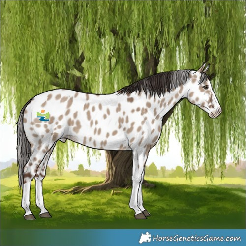 Horse Color:Liver Red Dun Splash Tobiano Near Leopard Rabicano 