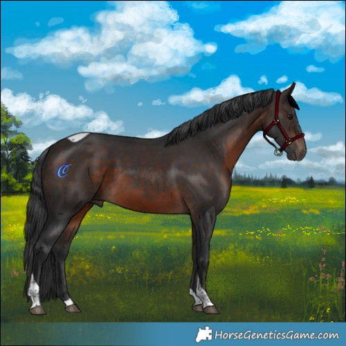 Horse Color:Brown Tobiano 