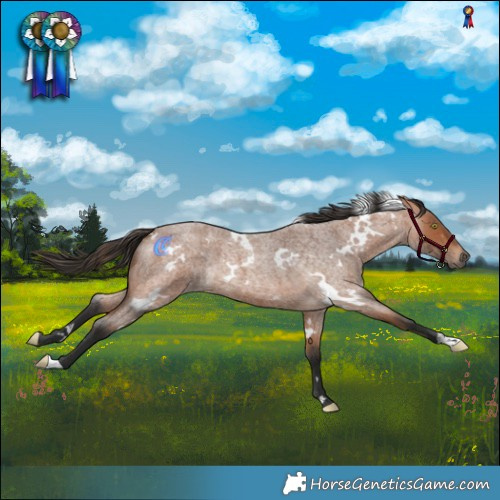 Horse Color:White Spotted Bay Roan