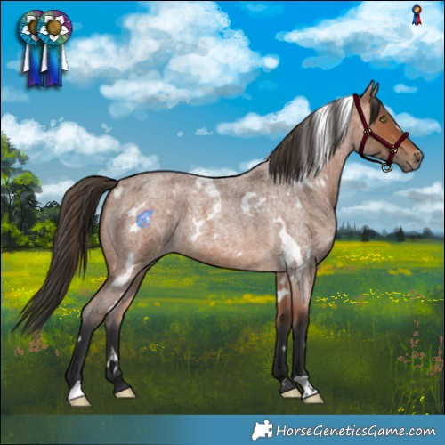 Horse Color:White Spotted Bay Roan 