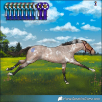 Horse Color:White Spotted Bay Roan 