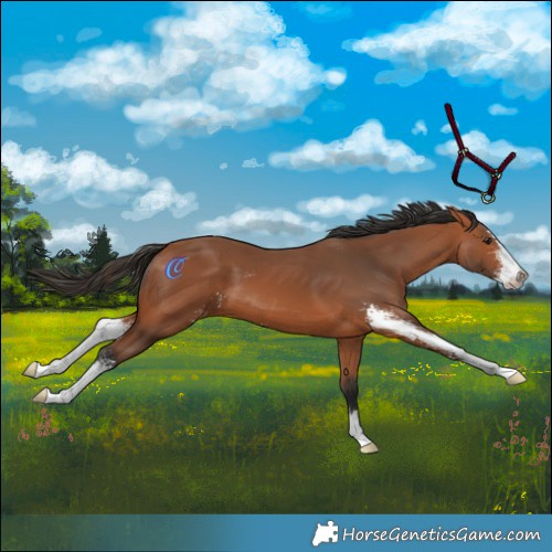 Horse Color:Bay Sabino 