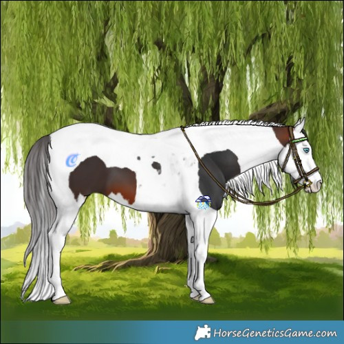 Horse Color:Bay Splash Tobiano 
