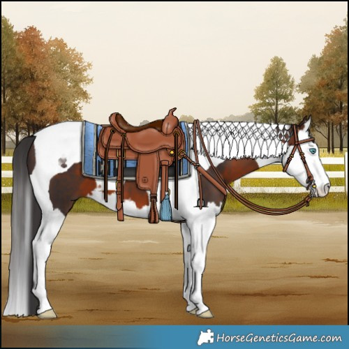 Horse Color:Brown Splash Tobiano 