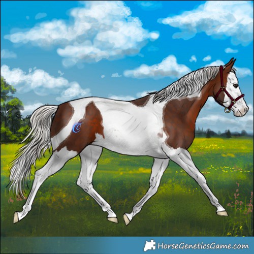 Horse Color:Silver Brown Splash Tobiano