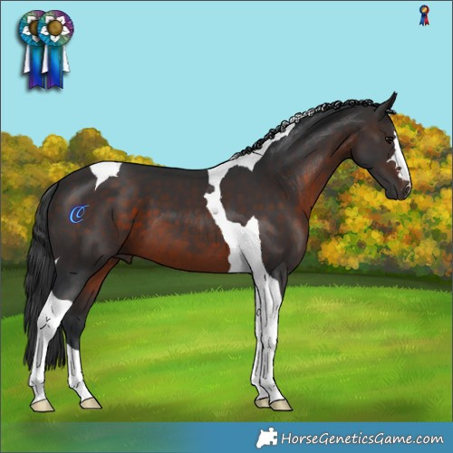 Horse Color:Brown Tobiano