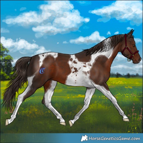 Horse Color:Liver Chestnut Tobiano