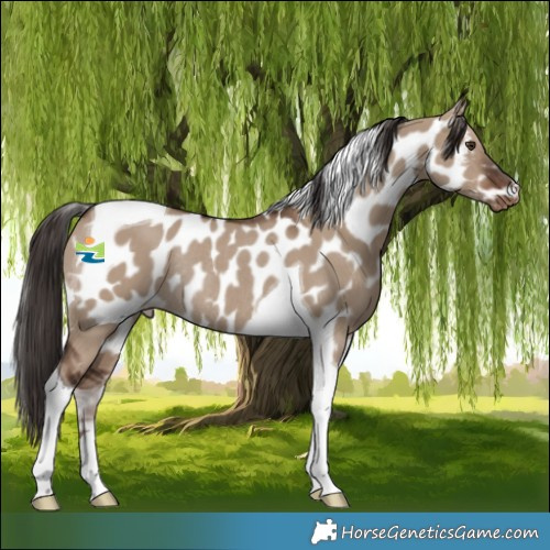 Horse Color:Liver Red Dun Tobiano Skewed LP Spotted Rabicano 