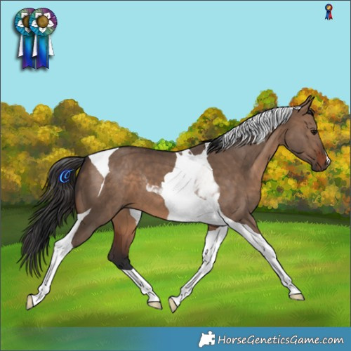 Horse Color:Brown Dun Tobiano 