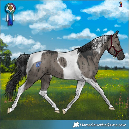 Horse Color:Grullo Tobiano Brindle