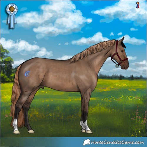 Horse Color:Liver Red Dun 