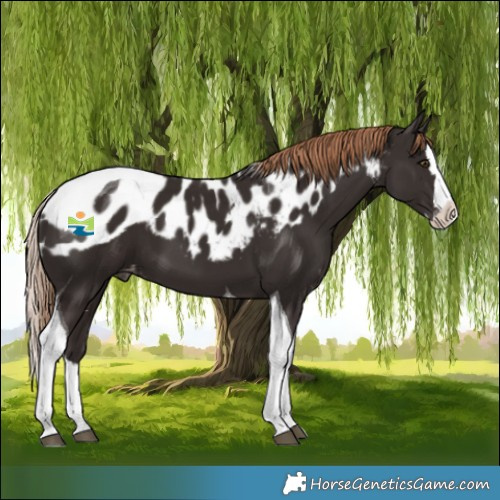 Horse Color:Liver Chestnut Splash Tobiano Skewed LP Spotted