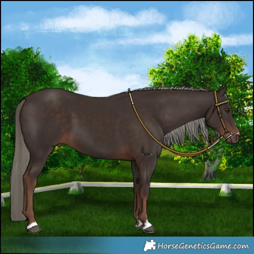 Horse Color:Liver Chestnut Mushroom