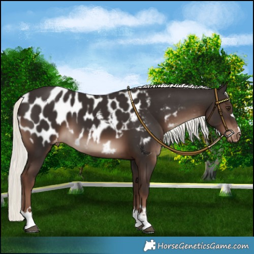 Horse Color:Liver Chestnut Mushroom Near Leopard 
