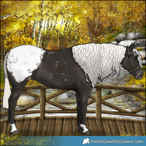 Horse Color:Liver Chestnut Mushroom Snowcap
