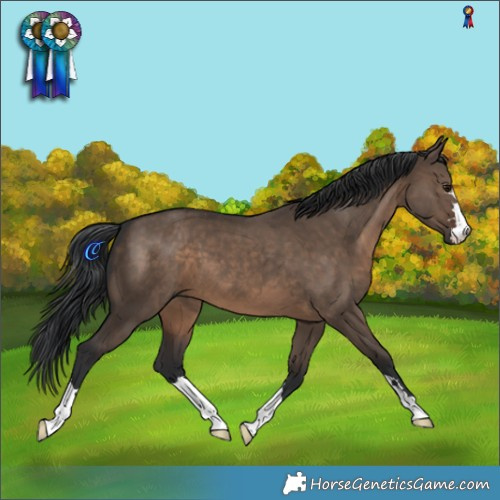 Horse Color:Brown Dun 