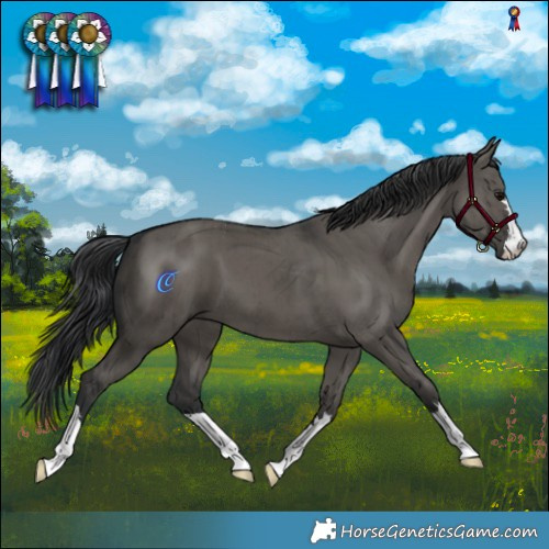 Horse Color:Grullo Brindle 