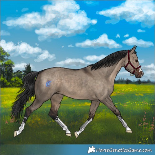 Horse Color:Brown Dun 