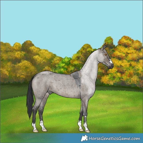 Horse Color:Grullo Roan 