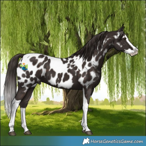 Horse Color:Liver Chestnut Splash Tobiano Near Leopard