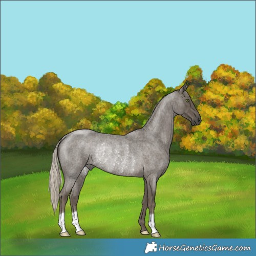 Horse Color:Silver Smoky Blue Roan Rabicano 